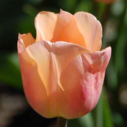 Tulipe hâtive 'Abricot Beauty'
